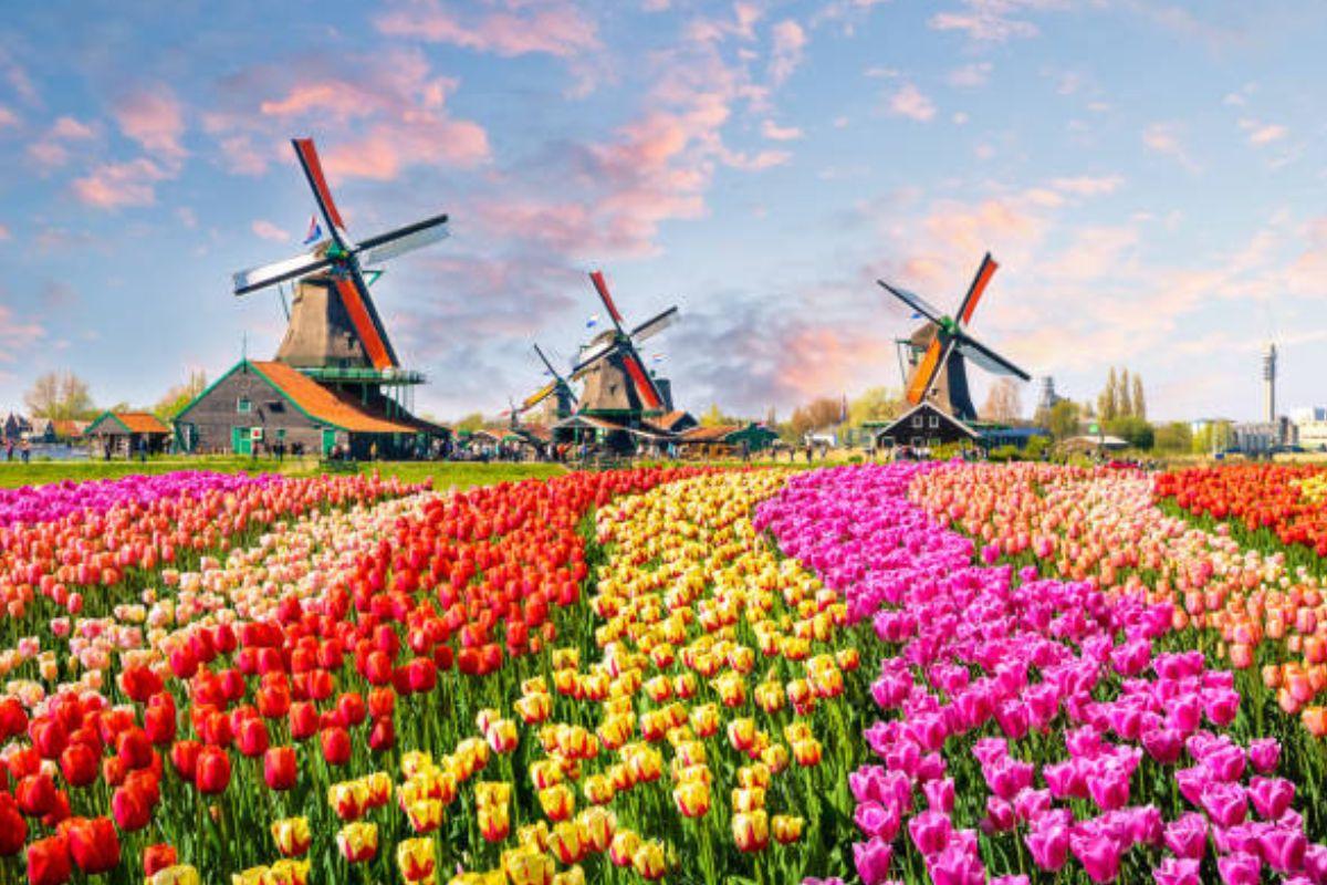 Kelionė į Olandiją - žydinčios tulpės