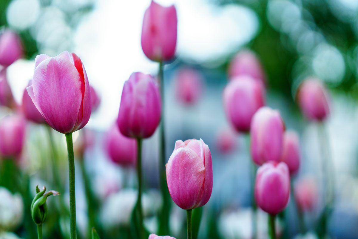 Žydinčios tulpės Olandijoje