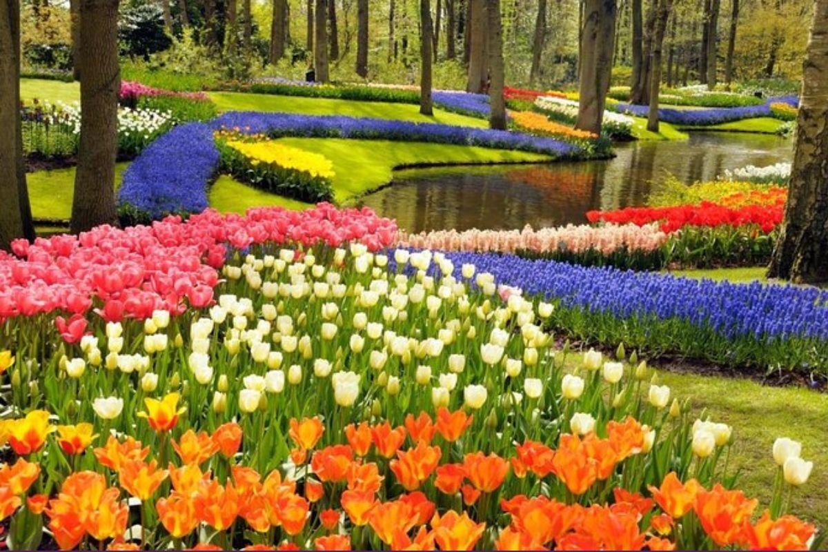 Žydinčios gėlės Olandijoje