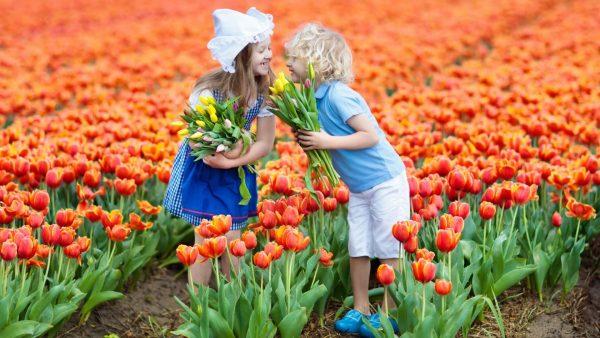 Tulpių žydėjimas Olandijoje